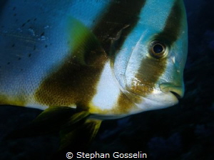 Up close and personal! by Stephan Gosselin 